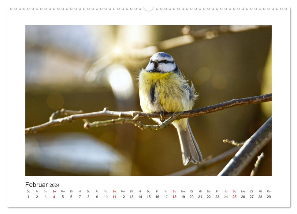 Invités du jardin à plumes, mésanges bleues (Calendrier mural CALVENDO 2024) 