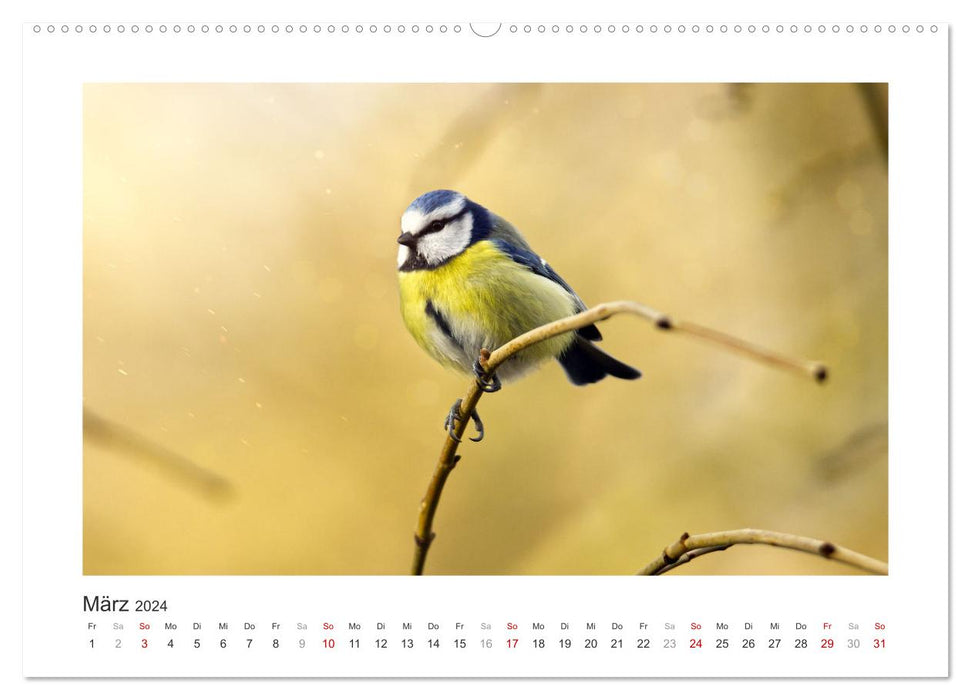 Invités du jardin à plumes, mésanges bleues (Calendrier mural CALVENDO 2024) 