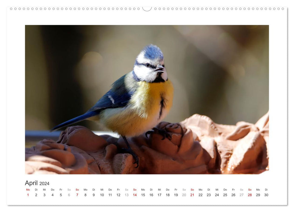 Invités du jardin à plumes, mésanges bleues (Calendrier mural CALVENDO 2024) 