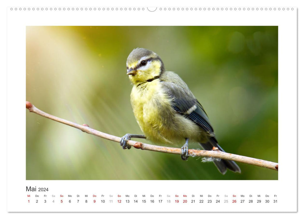 Invités du jardin à plumes, mésanges bleues (Calendrier mural CALVENDO 2024) 