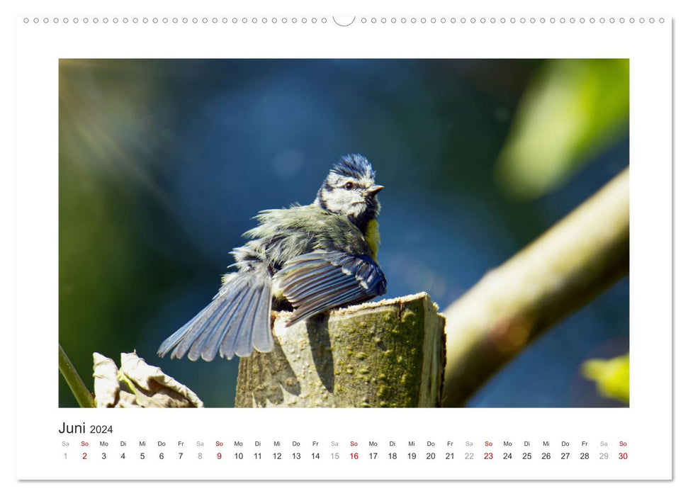 Invités du jardin à plumes, mésanges bleues (Calendrier mural CALVENDO 2024) 