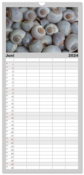 Maisons des Mers : Coquillages - Oursins - Escargots (Agenda familial CALVENDO 2024) 