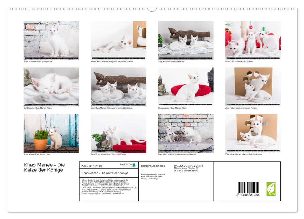 Khao Manee - Die Katze der Könige (CALVENDO Premium Wandkalender 2024)
