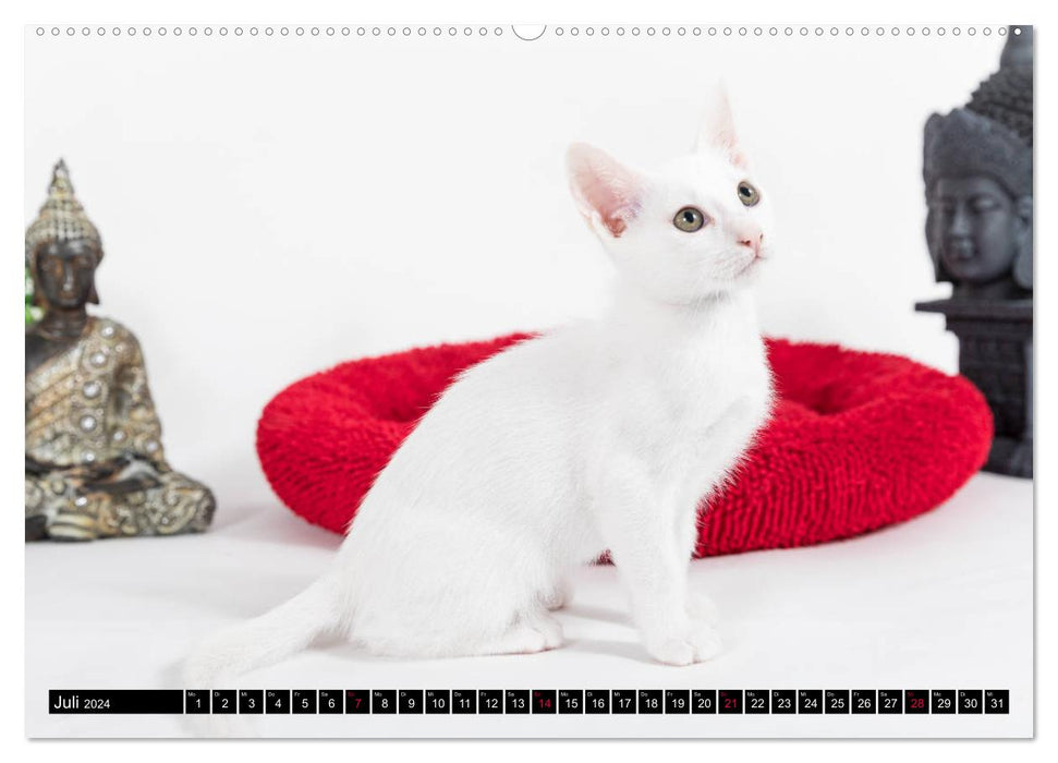 Khao Manee - Die Katze der Könige (CALVENDO Premium Wandkalender 2024)