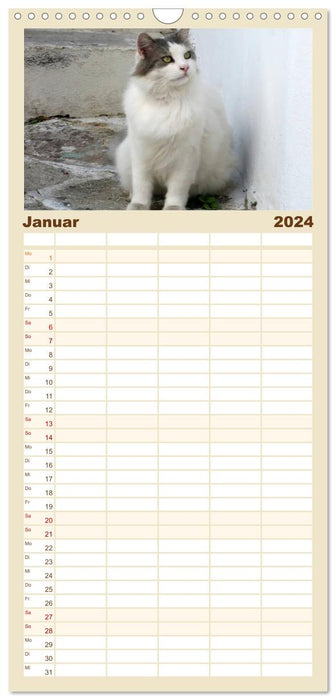 Katzen der Kykladen (CALVENDO Familienplaner 2024)