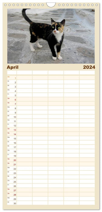 Katzen der Kykladen (CALVENDO Familienplaner 2024)