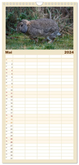Lapins - colocataires câlins (Agenda familial CALVENDO 2024) 