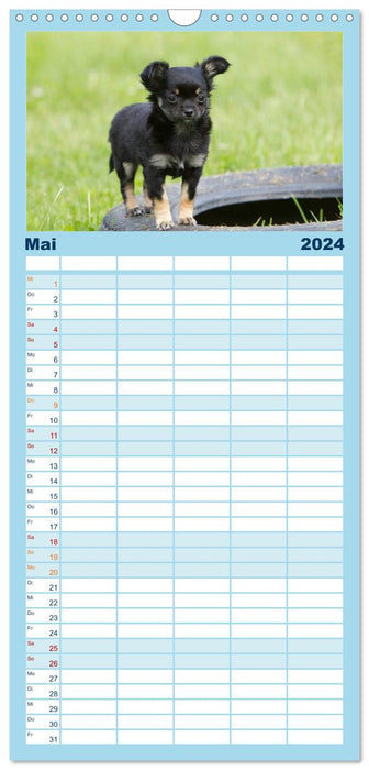 Chihuahuas - petits briseurs de cœur (Agenda familial CALVENDO 2024) 