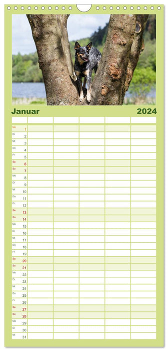 Spaziergang am See Australian Cattle Dogs (CALVENDO Familienplaner 2024)