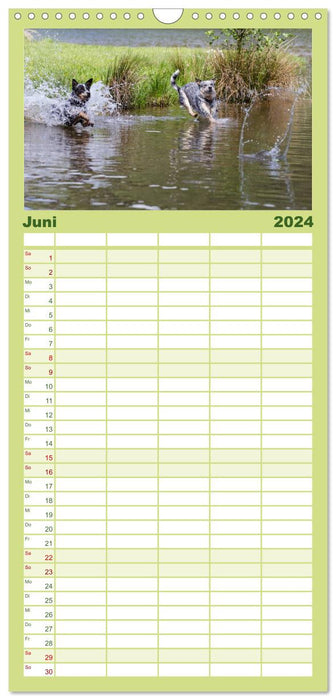 Promenade au bord du lac Bouviers Australiens (Agenda familial CALVENDO 2024) 