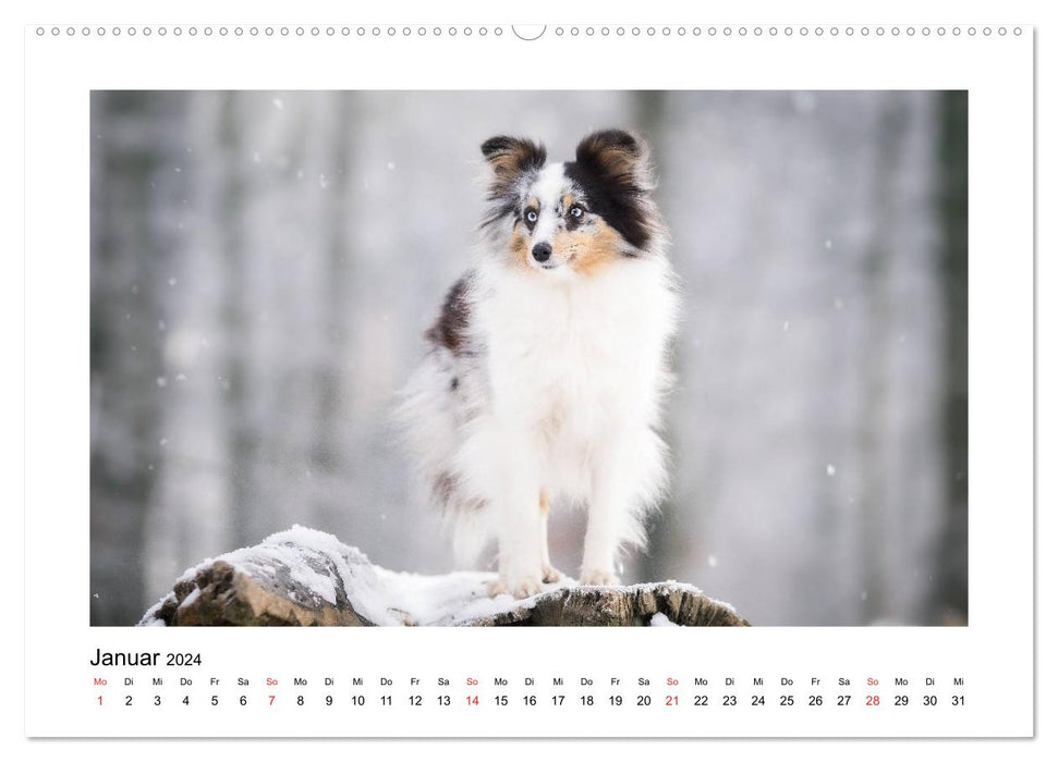 Herzensshelties - Shetland Sheepdogs (CALVENDO Premium Wandkalender 2024)