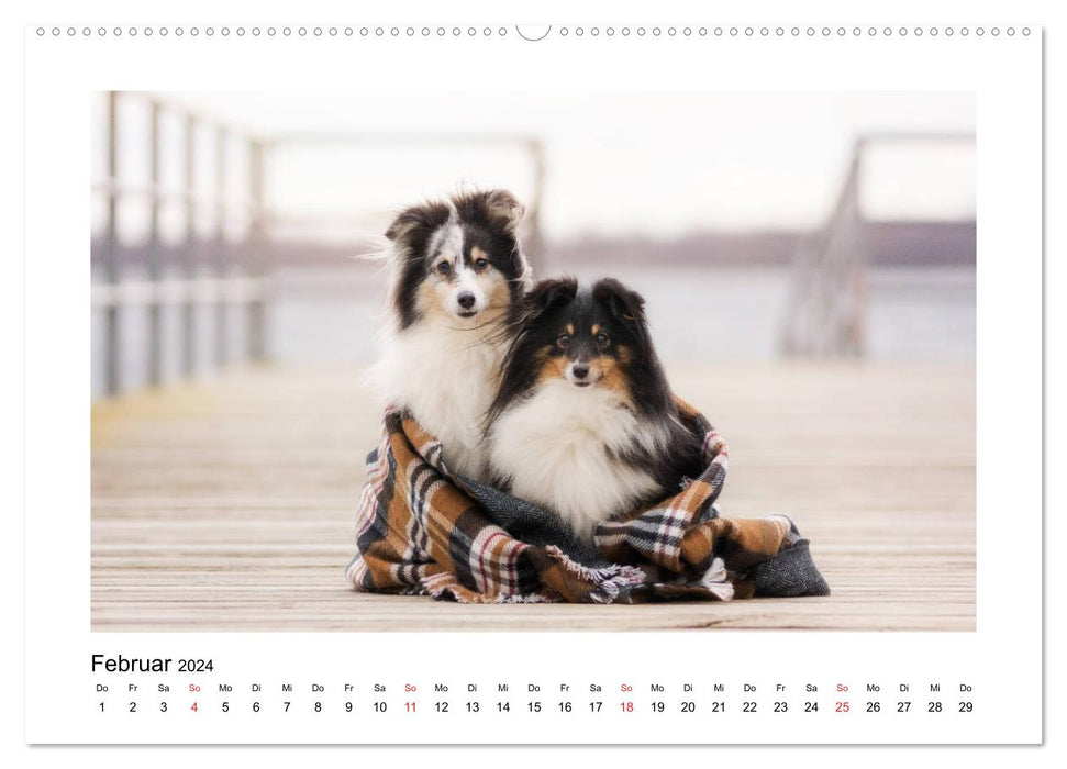 Herzensshelties - Shetland Sheepdogs (CALVENDO Premium Wandkalender 2024)