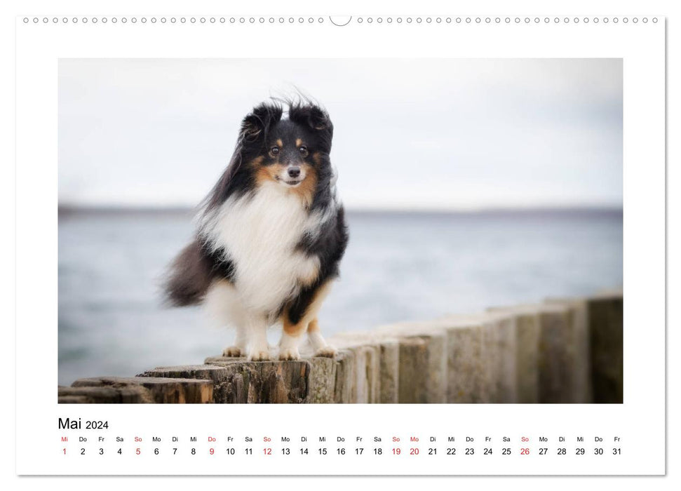 Shelties of the Heart – Chiens de berger des Shetland (Calvendo Premium Wall Calendar 2024) 