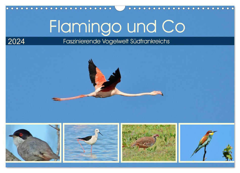 Flamingo and Co - Fascinant oiseau du sud de la France (Calendrier mural CALVENDO 2024) 