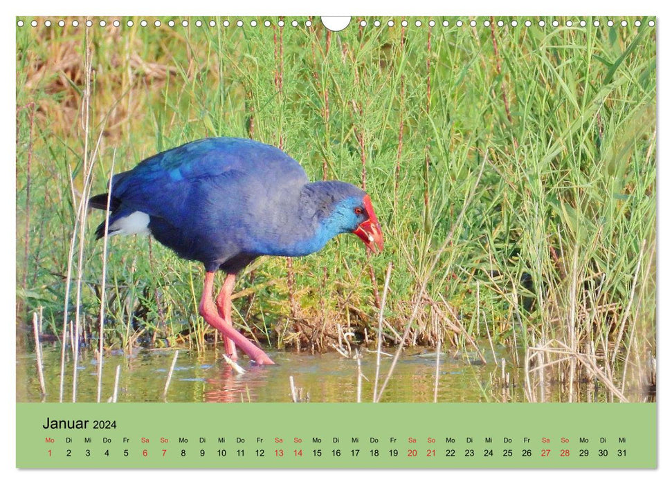 Flamingo and Co - Fascinant oiseau du sud de la France (Calendrier mural CALVENDO 2024) 