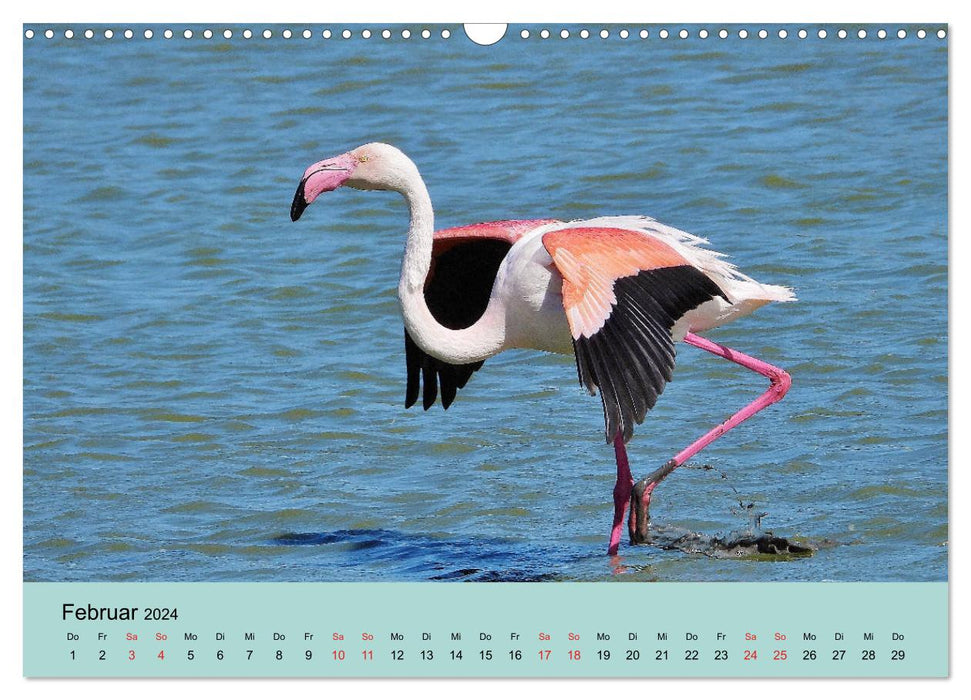 Flamingo and Co - Fascinant oiseau du sud de la France (Calendrier mural CALVENDO 2024) 