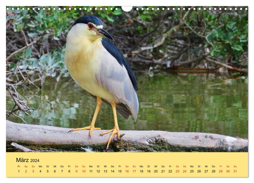 Flamingo und Co - Faszinierende Vogelwelt Südfrankreichs (CALVENDO Wandkalender 2024)