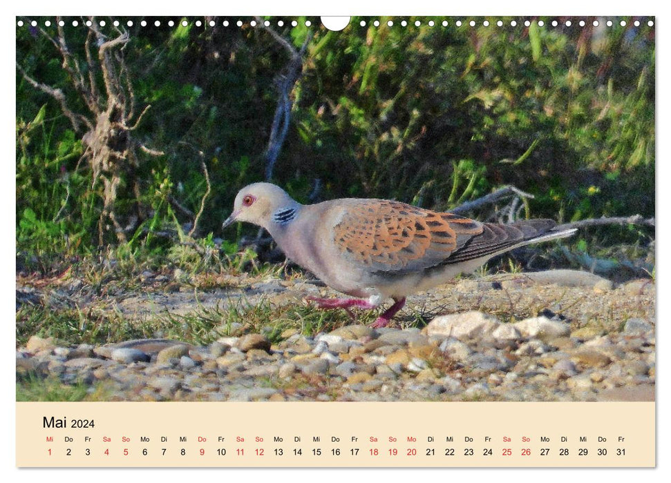 Flamingo and Co - Fascinant oiseau du sud de la France (Calendrier mural CALVENDO 2024) 