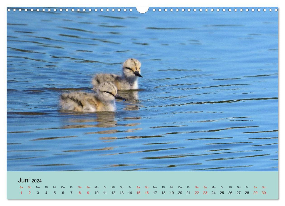 Flamingo and Co - Fascinant oiseau du sud de la France (Calendrier mural CALVENDO 2024) 