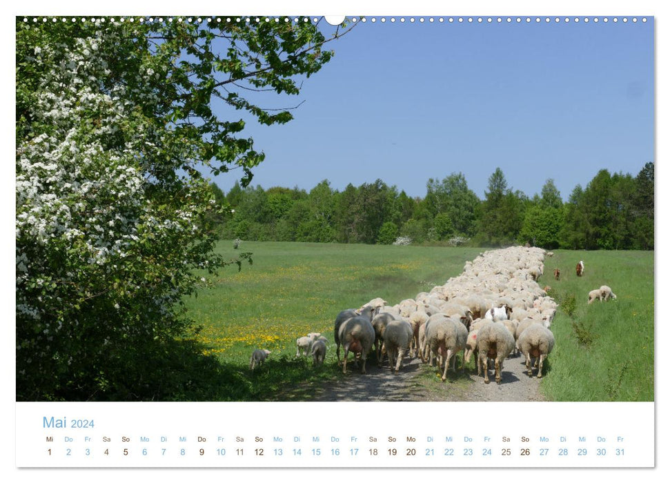 Avec des moutons tout au long de l'année (Calendrier mural CALVENDO Premium 2024) 