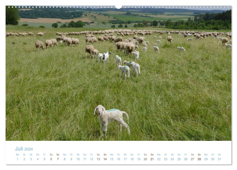 Avec des moutons tout au long de l'année (Calendrier mural CALVENDO Premium 2024) 