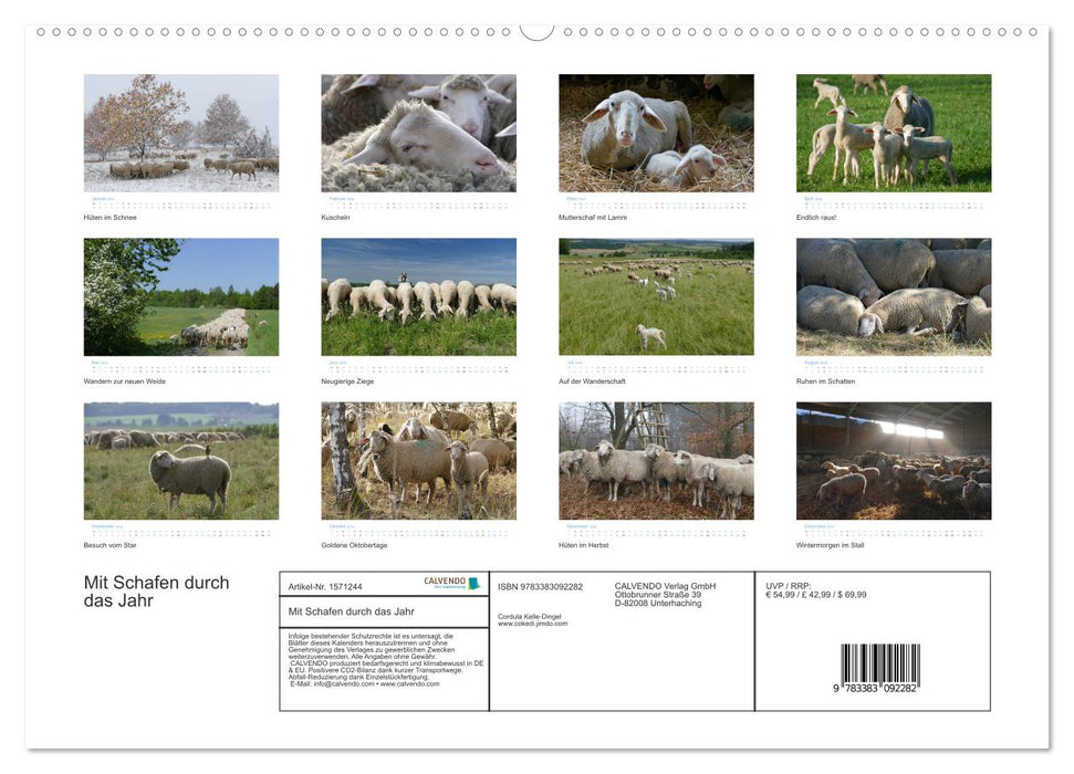 Avec des moutons tout au long de l'année (calendrier mural CALVENDO 2024) 