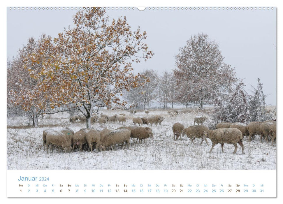 Avec des moutons tout au long de l'année (calendrier mural CALVENDO 2024) 