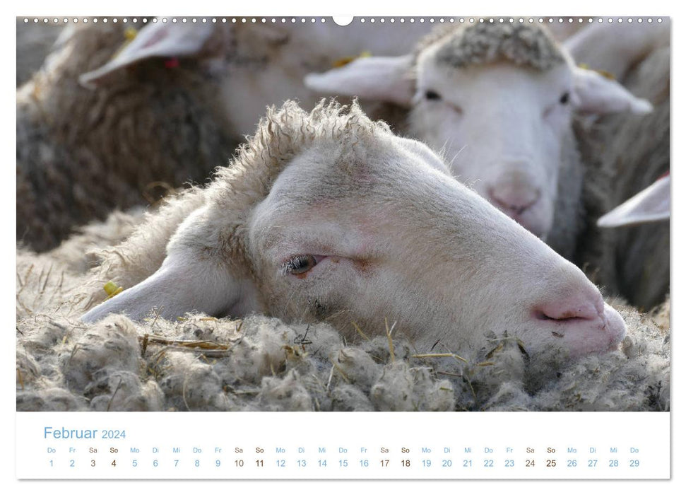 Avec des moutons tout au long de l'année (calendrier mural CALVENDO 2024) 