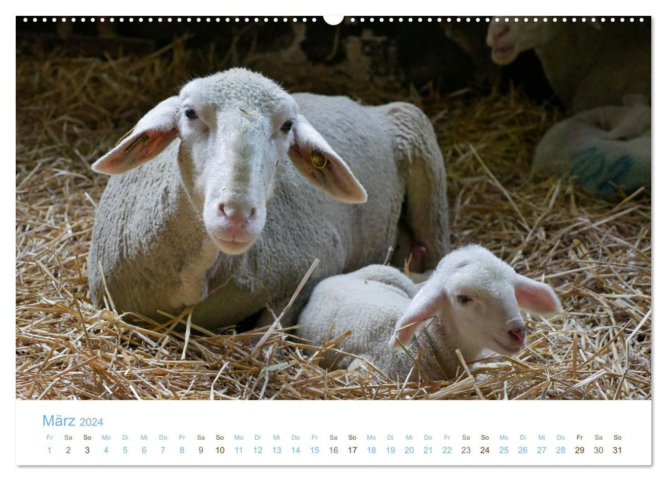 Mit Schafen durch das Jahr (CALVENDO Wandkalender 2024)