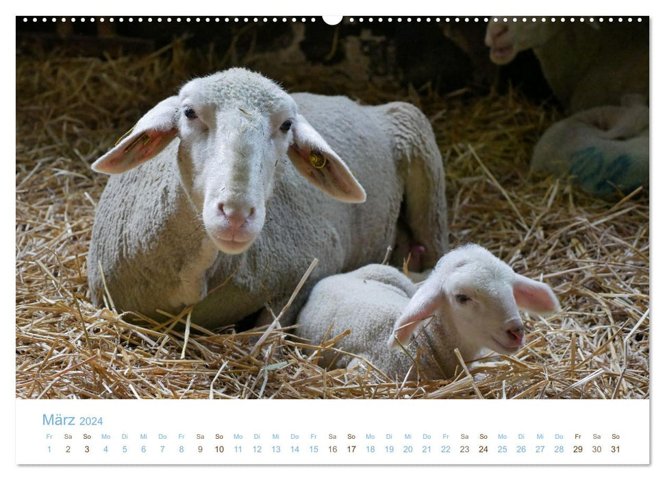 Avec des moutons tout au long de l'année (calendrier mural CALVENDO 2024) 