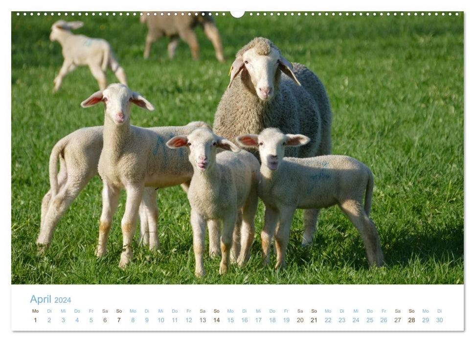 Avec des moutons tout au long de l'année (calendrier mural CALVENDO 2024) 