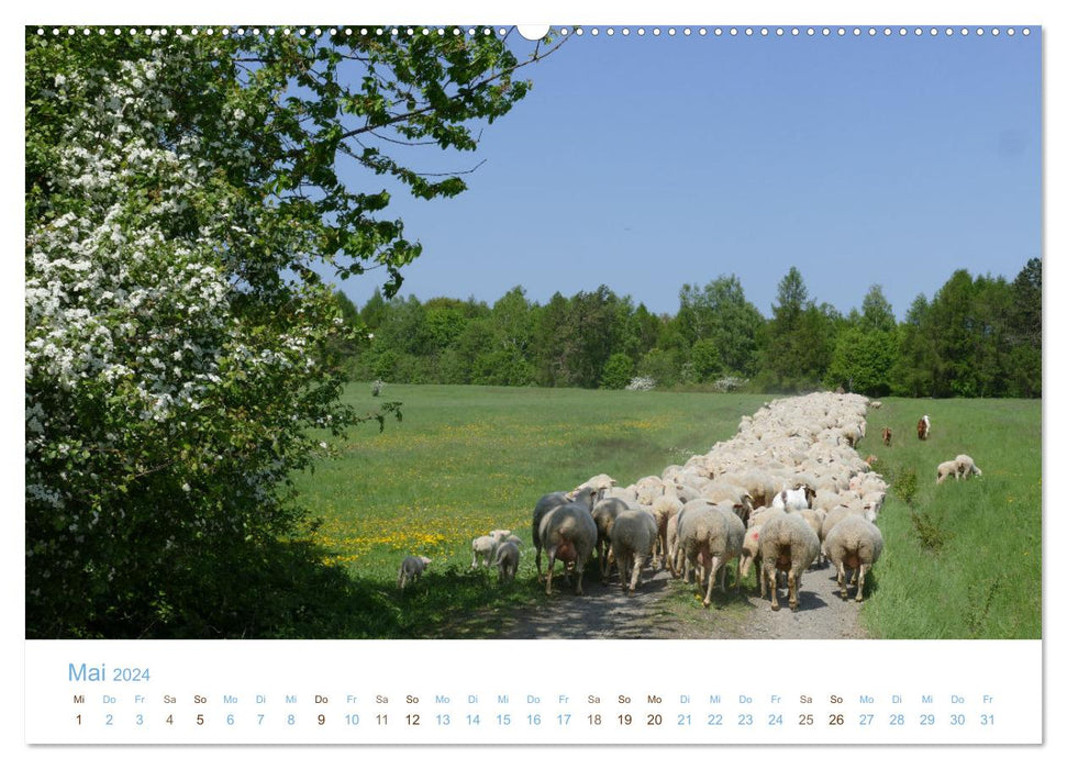 Mit Schafen durch das Jahr (CALVENDO Wandkalender 2024)