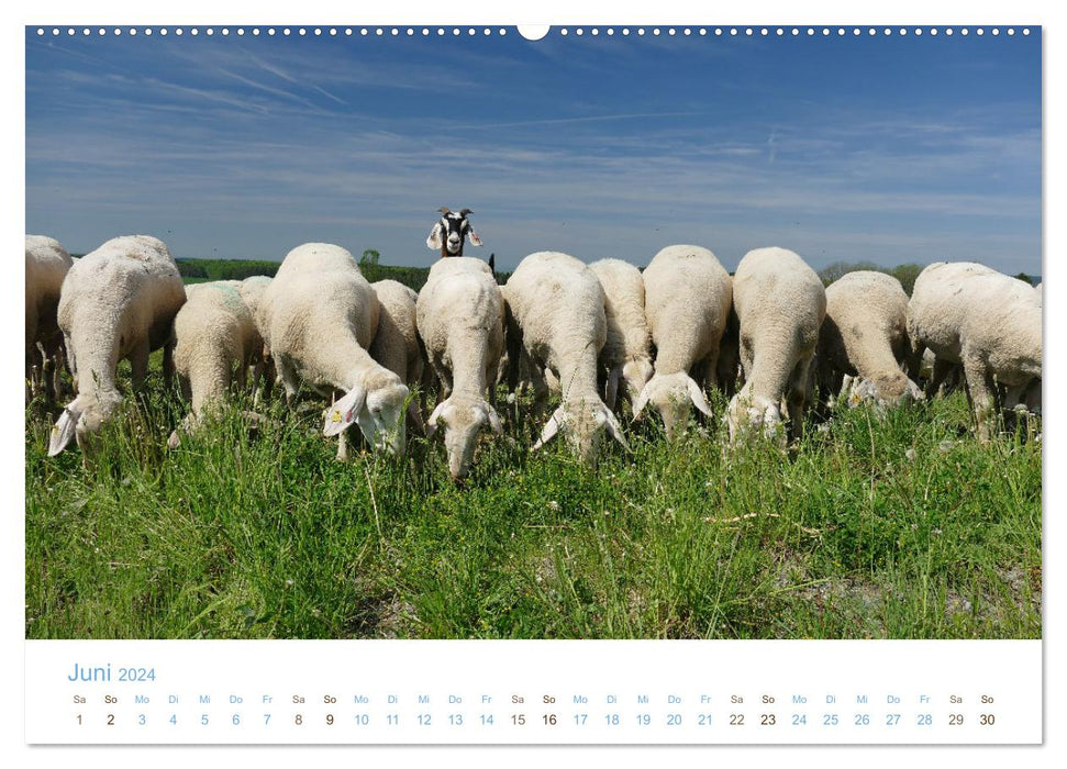 Avec des moutons tout au long de l'année (calendrier mural CALVENDO 2024) 