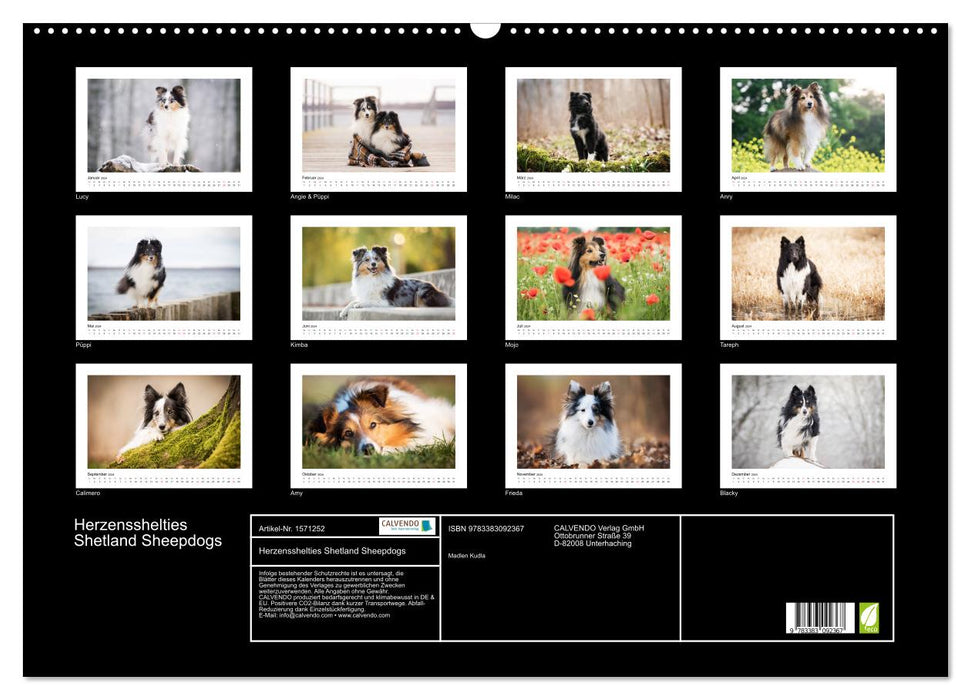 Herzensshelties - Shetland Sheepdogs (CALVENDO Wandkalender 2024)