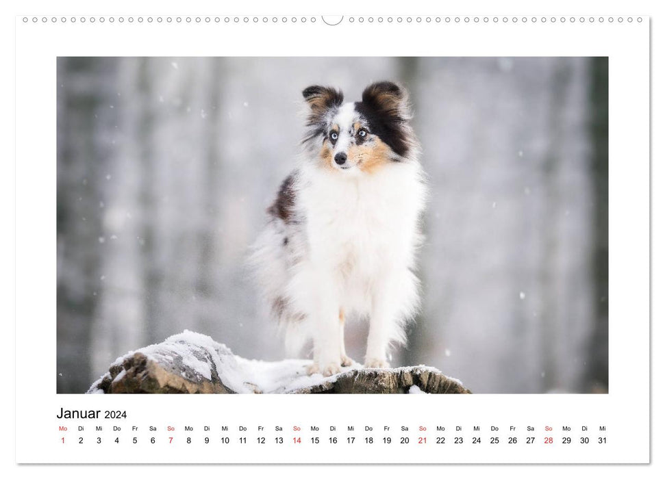 Herzensshelties - Shetland Sheepdogs (CALVENDO Wandkalender 2024)