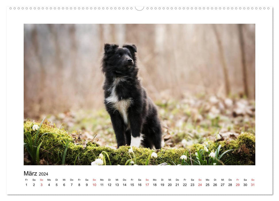 Herzensshelties - Shetland Sheepdogs (CALVENDO Wandkalender 2024)