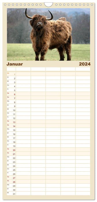 Schottische Hochlandrinder - Highland Cattle im Portrait (CALVENDO Familienplaner 2024)