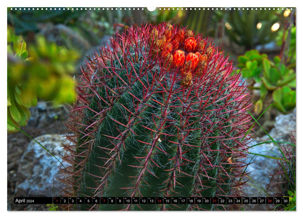 Riviera Magique - Les Jardins Hanbury (Calendrier Mural CALVENDO 2024) 