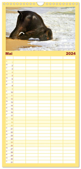 Éléphants. Plaisir de se baigner sur la plage (Agenda familial CALVENDO 2024) 