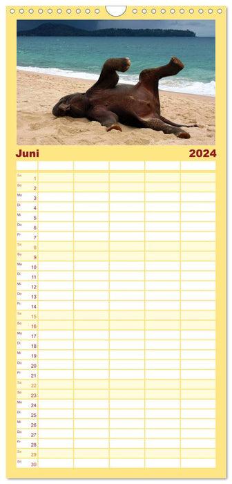 Elefanten. Badespaß am Strand (CALVENDO Familienplaner 2024)