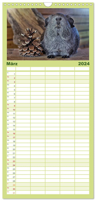 Meerschweinchen. Geliebte Nager (CALVENDO Familienplaner 2024)