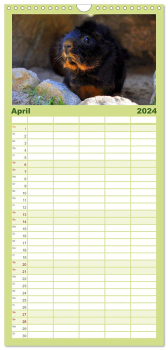 Cochon d'Inde. Rongeurs bien-aimés (Agenda familial CALVENDO 2024) 