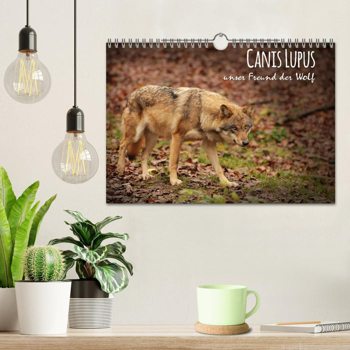 Canis Lupus - unser Freund der Wolf (CALVENDO Wandkalender 2024)