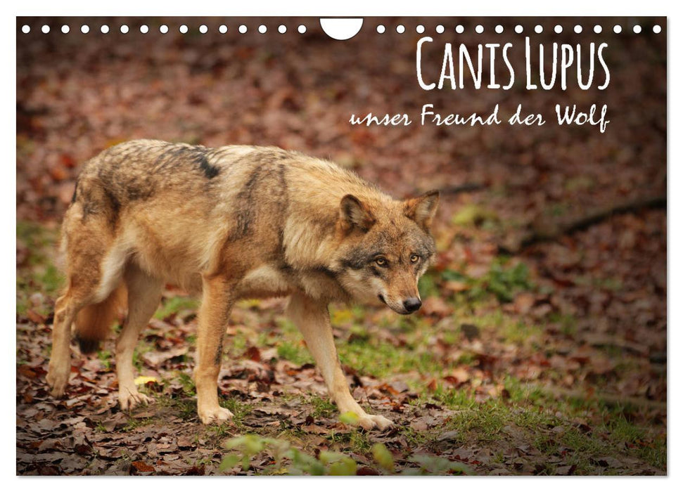 Canis Lupus - unser Freund der Wolf (CALVENDO Wandkalender 2024)