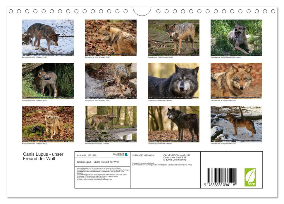 Canis Lupus - unser Freund der Wolf (CALVENDO Wandkalender 2024)