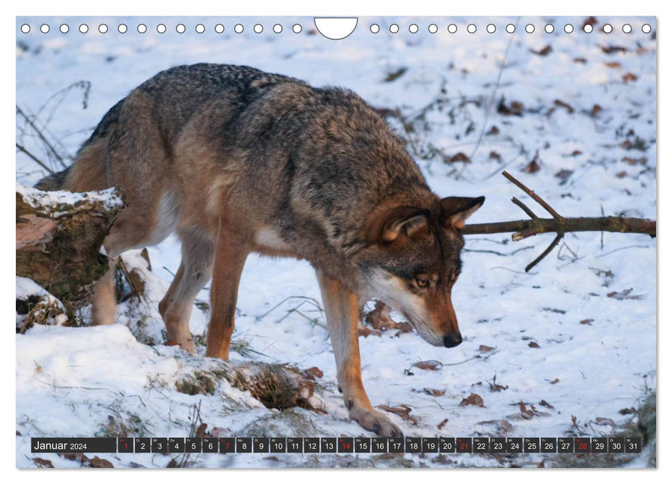 Canis Lupus - unser Freund der Wolf (CALVENDO Wandkalender 2024)