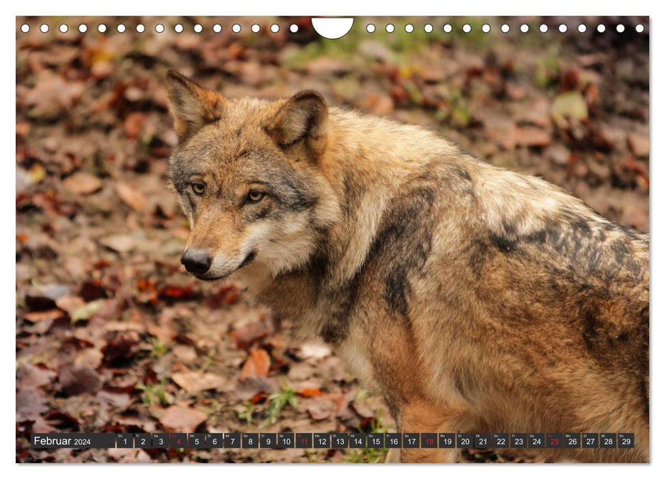 Canis Lupus - unser Freund der Wolf (CALVENDO Wandkalender 2024)