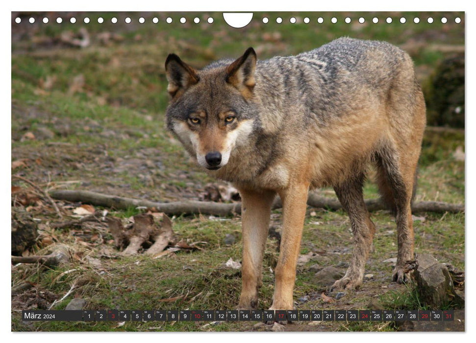 Canis Lupus - unser Freund der Wolf (CALVENDO Wandkalender 2024)