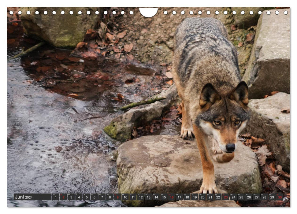 Canis Lupus - unser Freund der Wolf (CALVENDO Wandkalender 2024)