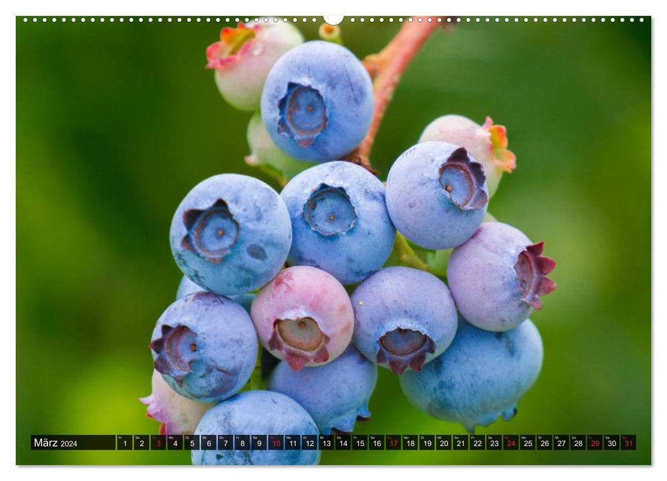 Superfood Blaubeere. Ich esse gerne Heidelbeeren! (CALVENDO Premium Wandkalender 2024)